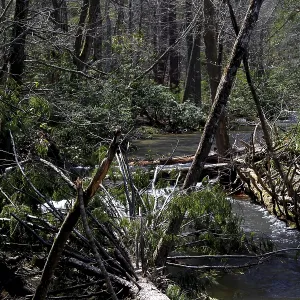 Dense forest with a clear river along Little River Road