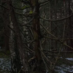 Dense forest landscape with fallen Dense forest landscape with fallen