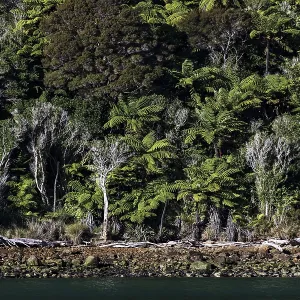 Dense forest landscape full of green ferns at Pelorus Sound