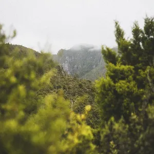 Dense forest and misty hills with green trees