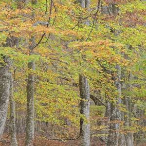 Dense forest with a mix of green and yellow leaves creating a vibrant autumn atmosphere