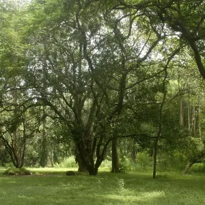 Dense forest of very old trees and lush green grass at Sanjay Gandhi National Park Dense forest of very old trees and lush green grass at Sanjay Gandhi National Park