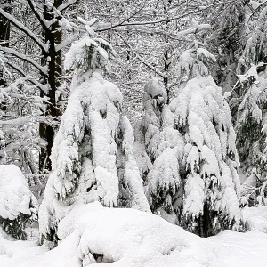Dense forest with snow-covered trees Dense forest with snow-covered trees