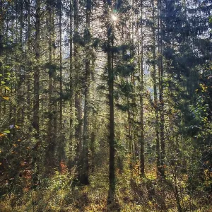 A dense forest with sunbeams shining through the trees and casting shadows A dense forest with sunbeams shining through the trees and casting shadows