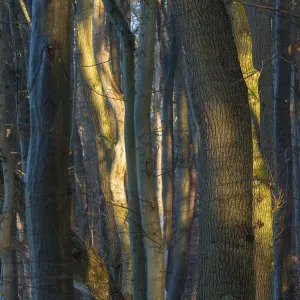 Dense forest in sunlight with mysterious