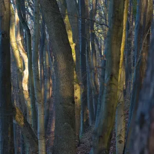 Dense forest in sunlight with mysterious