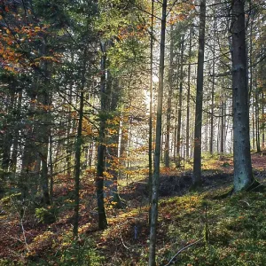A dense forest with sunlight shining through the trees and autumn leaves A dense forest with sunlight shining through the trees and autumn leaves