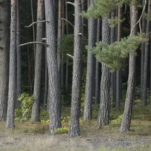 Dense forest of tall pine trees with green foliage and brown trunks Dense forest of tall pine trees with green foliage and brown trunks