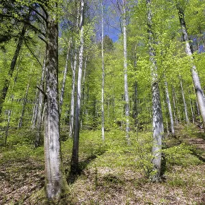 A dense forest with tall trees and fresh green leaves in spring