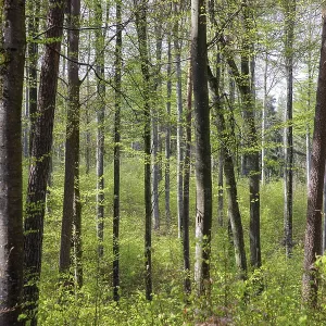 Dense forest with tall trees and fresh green leaves in sunlight