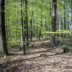 A dense forest with tall trees and leaves in spring light
