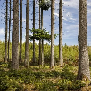 Dense forest with tall trees, sunlight and shade on the forest floor