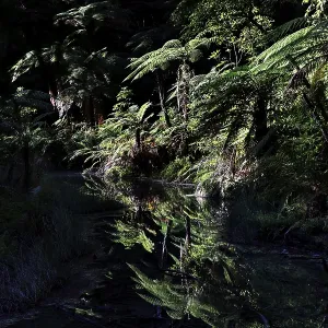 Dense forest with water reflections in Whakarewarewa in Rotorua