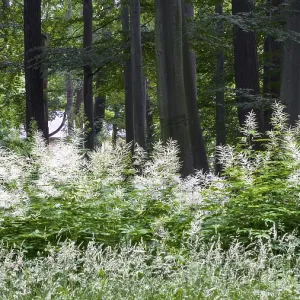 Dense forest with white flowers of forest honeysuckle (Aruncus dioicus) and green trees in the summer landscape Dense forest with white flowers of forest honeysuckle (Aruncus dioicus) and green trees in the summer landscape