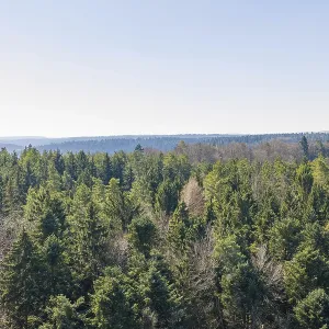 Dichter grüner Wald unter einem klaren blauen Himmel. Dichter grüner Wald unter einem klaren blauen Himmel.
