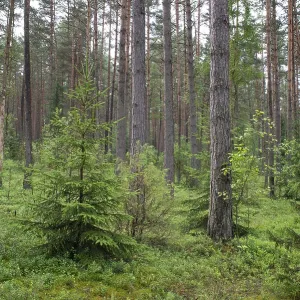 Dense naturally wild pine forest