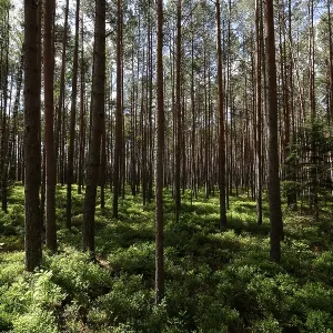 Dense pine forest with sun rays falling through the thick canopy onto the green forest floor