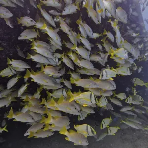A dense school of fish with yellow stripes seeks shelter near the wreck of the Benwood
