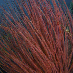 Dense shrub gorgonian (Ellisella ceratophyta) Dense shrub gorgonian (Ellisella ceratophyta)