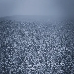Dense, snowy forest under a grey