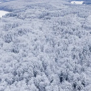 Dense, snowy forest with a view of the surrounding landscape
