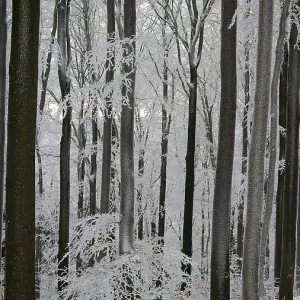Dense snowy forest in winter with towering trees