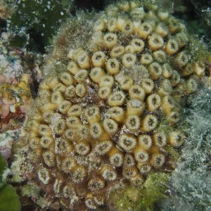 Dense Yellow Lawn Coral Print, Muzil Dive Site, Croatia Dense Yellow Lawn Coral Print, Muzil Dive Site, Croatia