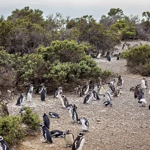 Densely packed numbers of penguins spread around shrubs near the coast