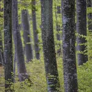 Densely standing trees with varying trunk thicknesses and fresh leaves in a forest