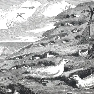 Der Brutplatz der Rotschnabel-Tropikvogel