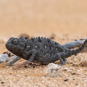 Desert chameleon, Namaqua chameleon (Chamaeleo namaquensis)