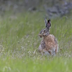 Despite its good camouflage, the brown hare (Lepus europaeus) persists and changes direction