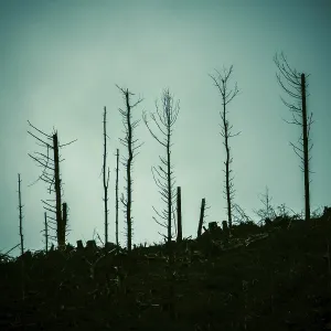 Dead Trees in a Forest After a Devastating Fire Print Dead Trees in a Forest After a Devastating Fire Print