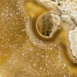 A Detailed Close-up of an Agatized Coral Fossil Geode Print A Detailed Close-up of an Agatized Coral Fossil Geode Print
