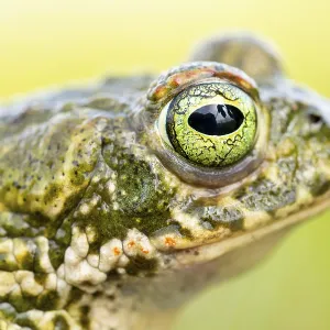 A detailed close-up of a natterjack toad A detailed close-up of a natterjack toad