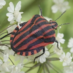 Detailed close-up of a stripe bug (Graphosoma italicum) on white petals in a natural environment Detailed close-up of a stripe bug (Graphosoma italicum) on white petals in a natural environment