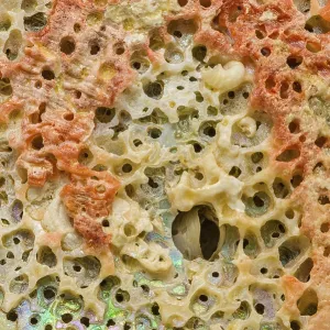 A detailed macro photograph of the intricate texture of an abalone shell A detailed macro photograph of the intricate texture of an abalone shell
