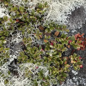 Detailed view of the autumnal soil of a mountain landscape Detailed view of the autumnal soil of a mountain landscape