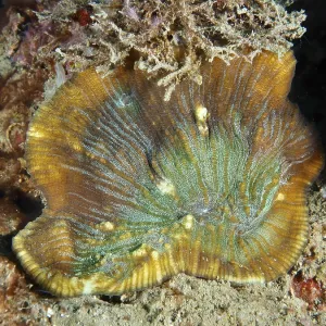 Detailed view of a bulging coral (Open brain coral) on the seabed Detailed view of a bulging coral (Open brain coral) on the seabed