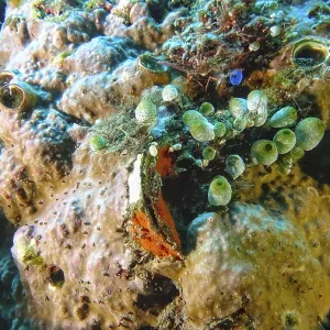 Detailed Coral Reef Print, Tulamben, Bali Detailed Coral Reef Print, Tulamben, Bali