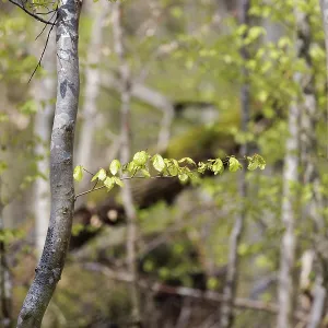 Detailed view of tree branches with fresh leaves in a forest in sunshine