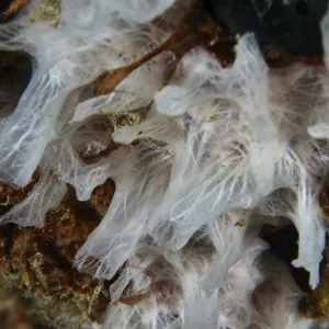 Detailed view of white sponge (Petromica massalis) Detailed view of white sponge (Petromica massalis)