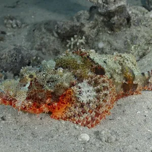 Un expert de l'épaulard diable (Scorpaenopsis oxycephala) se fond habilement dans le fond marin sablonneux.