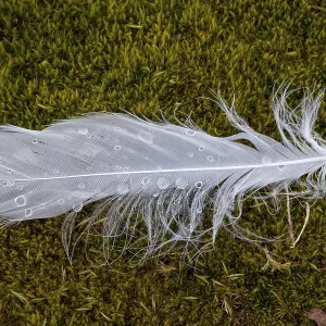 Dew drops on a white bird feather in the moss Dew drops on a white bird feather in the moss