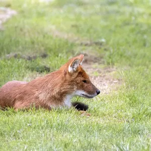 Dhole also called the Asiatic wild dog (Cuon alpinus) or Indian wild dog