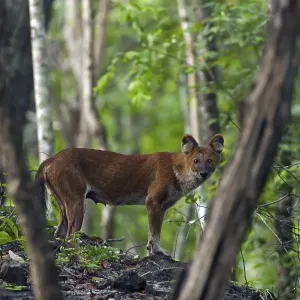 Dhole (Cuon alpinus), dhole in the forest