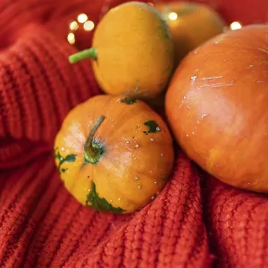 Different bright orange pumpkins on a red background lie on a knitted fabric against the background of lights Different bright orange pumpkins on a red background lie on a knitted fabric against the background of lights