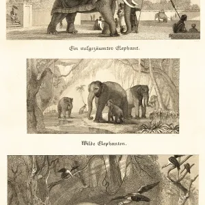 Three different elephants, decorated elephant with covered seat in park