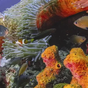 Tulamben Coral Reef Fish Print Tulamben Coral Reef Fish Print