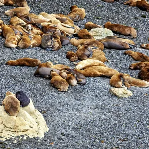 Different sea lions scattered in small groups on a rocky beach